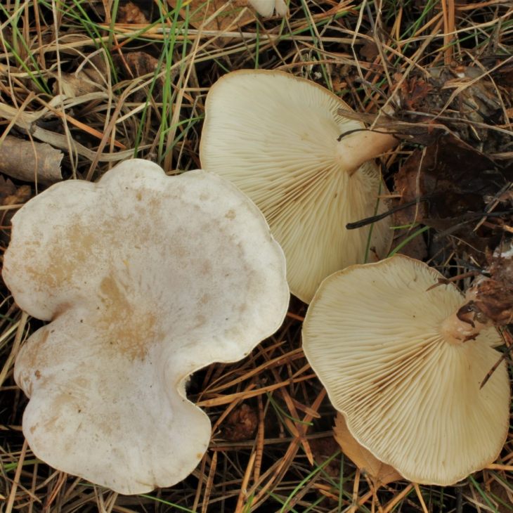 ядовитые грибы говорушка