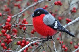 Зимующие птицы сибири фото с названиями: клесты делают запасы на зиму