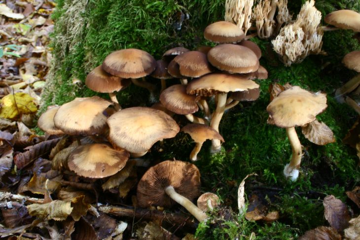 ядовитые грибы ложный опенок