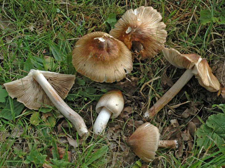 ядовитые грибы волоконница Патуйяраядовитые грибы волоконница Патуйяра