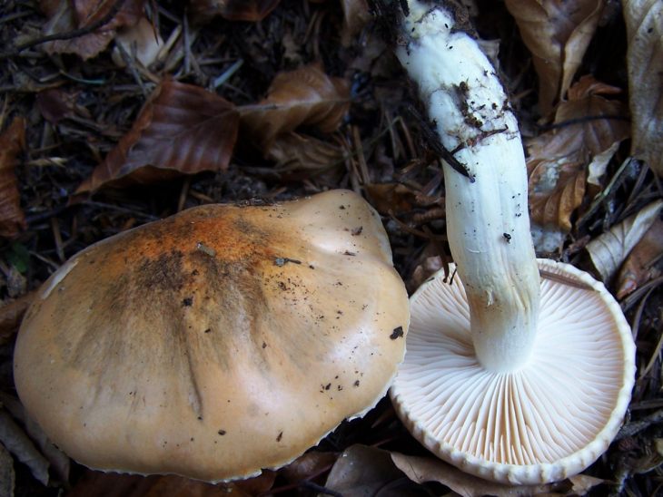 ядовитые грибы энтолома