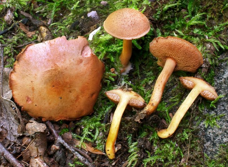 ядовитые грибы перечный