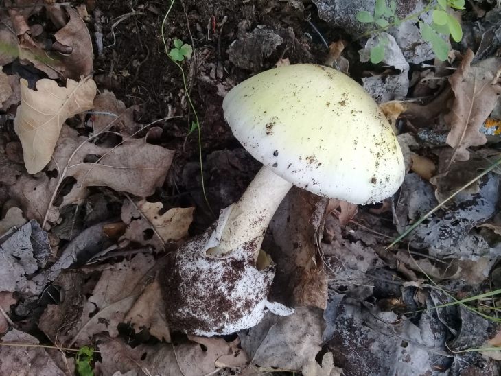 ядовитые грибы бледная поганка