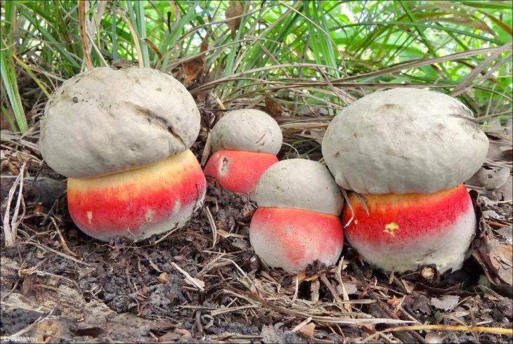 ядовитые грибы сатанинский гриб