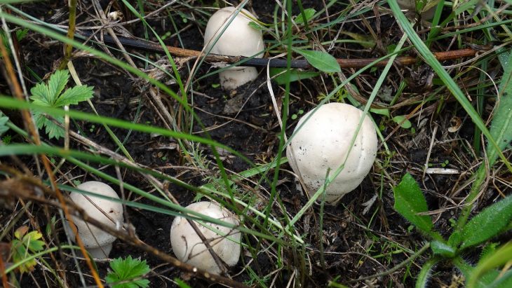 ядовитые грибы шампиньон желтокожий