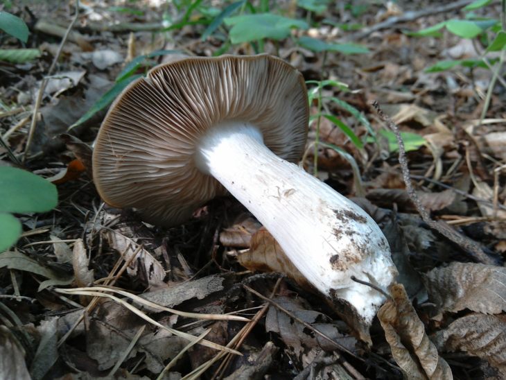 ядовитые грибы энтолома