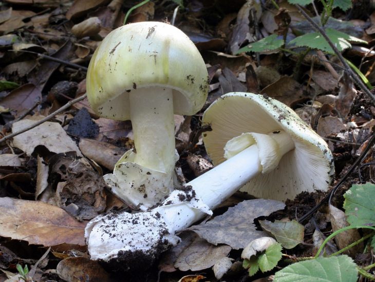 ядовитые грибы бледная поганка