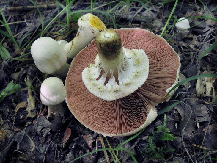 ядовитые грибы шампиньон желтокожий
