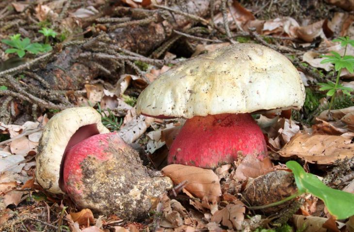 ядовитые грибы сатанинский гриб