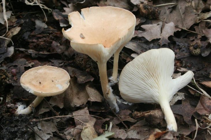 ядовитые грибы говорушка
