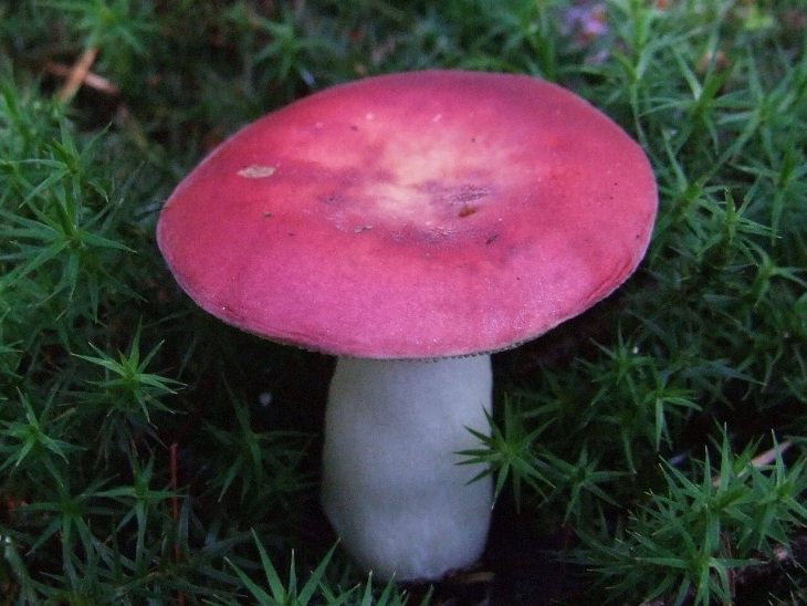 ядовитые грибы сыроежка рвотная