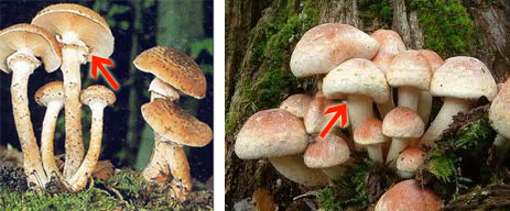 ядовитые грибы