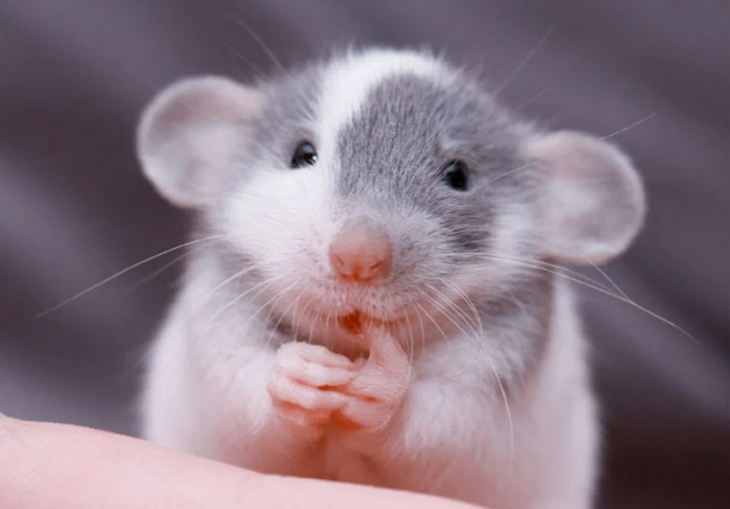 Породы декоративных крыс: описание и отличия видов
