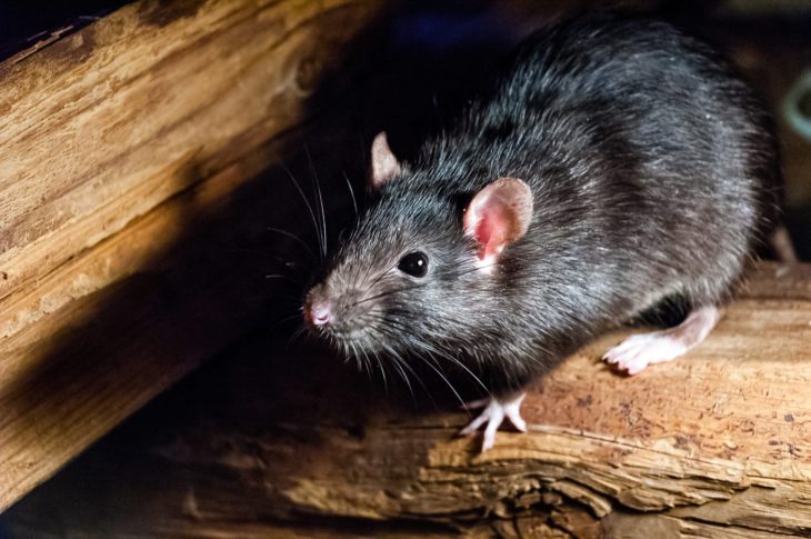 Породы декоративных крыс: описание и отличия видов
