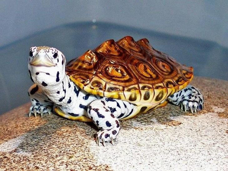 Виды черепах для домашнего содержания
