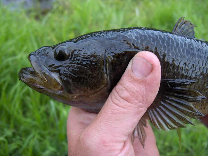 Ротан рыба: описание, особенности, виды, образ жизни и среда обитания