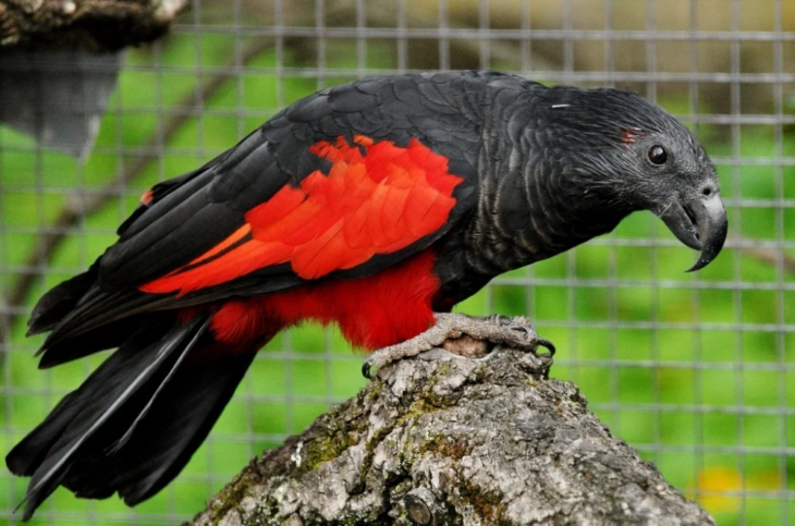 Виды попугаев: описания, названия и их особенности