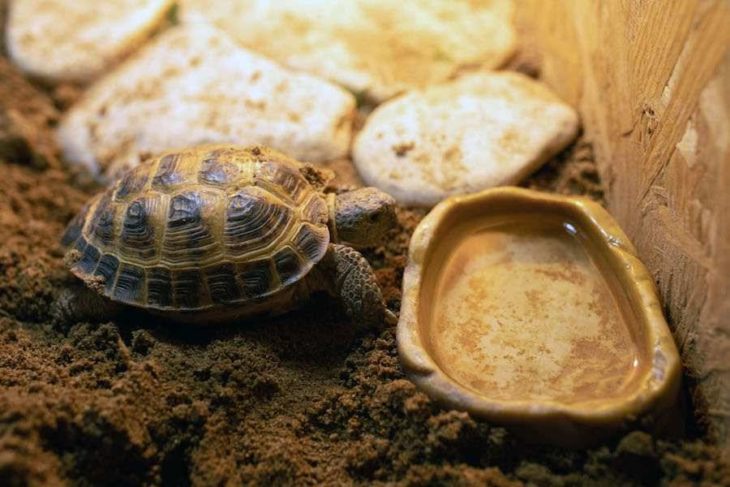 Правила кормления черепахи в домашних условиях