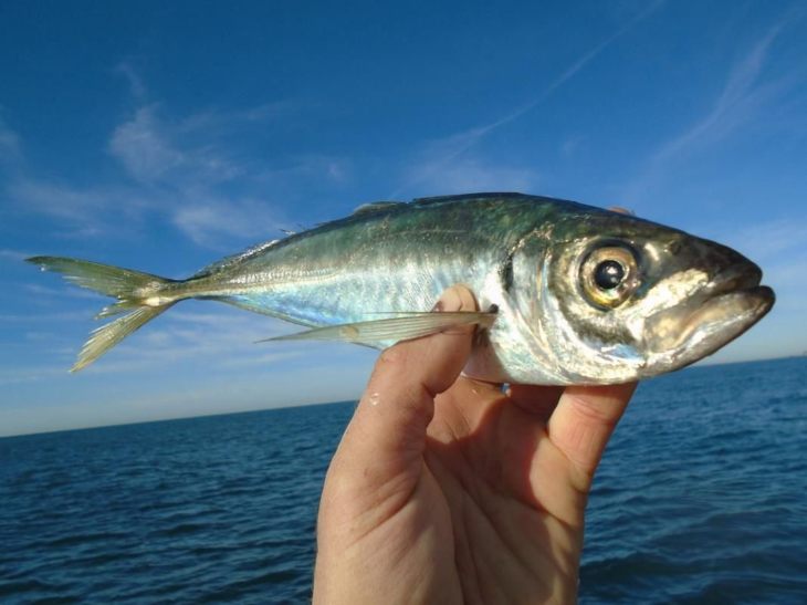 Рыбы черного моря: названия, фото и характеристики
