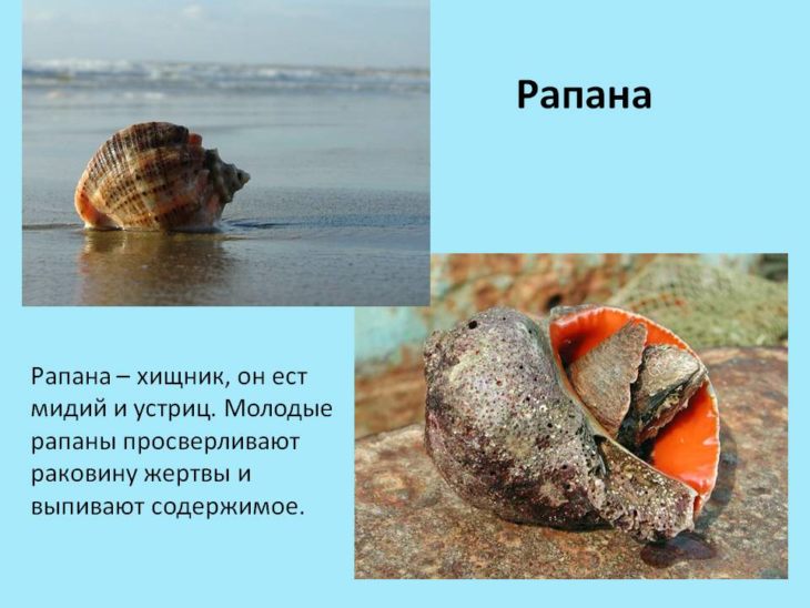 Рыбы черного моря: названия, фото и характеристики