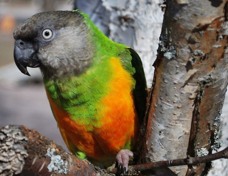 Виды попугаев: описания, названия и их особенности