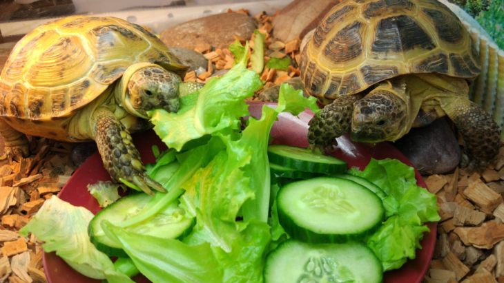 Правила кормления черепахи в домашних условиях