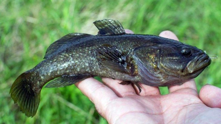 Ротан рыба: описание, особенности, виды, образ жизни и среда обитания