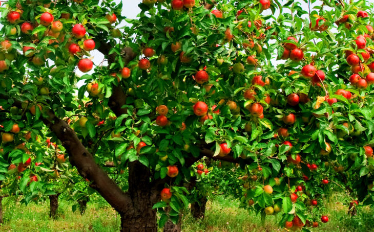 Полезные советы для сада: как ухаживать за плодоносящими деревьями