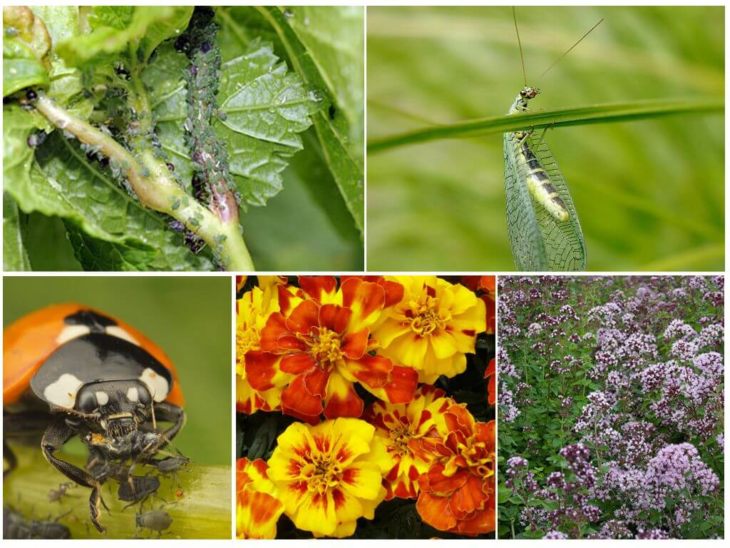 Использование насекомых для борьбы с вредителями и сорняками